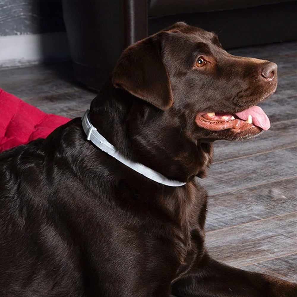 8 Months Flea And Tick Free Collar – Hot Sale 60% Off
